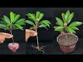 How To Grow Sapodilla Fruit Sapota Fruit Plant From Cutting 100 Succeeded In Growing Roots Well How To Grow Sapodilla Fruit Sapota Fruit Plant From Cutting 100 Succeeded In Growing Roots Well
