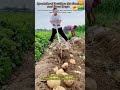 🥔🌱[20 bolsas] Fertilizante foliar soluble "Patata Mágica"