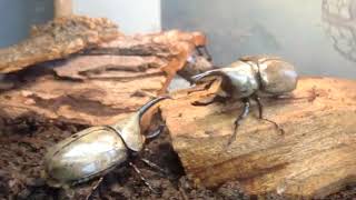 Rhinoceros Beetles Fight Gergedan Böceği Dövüşü