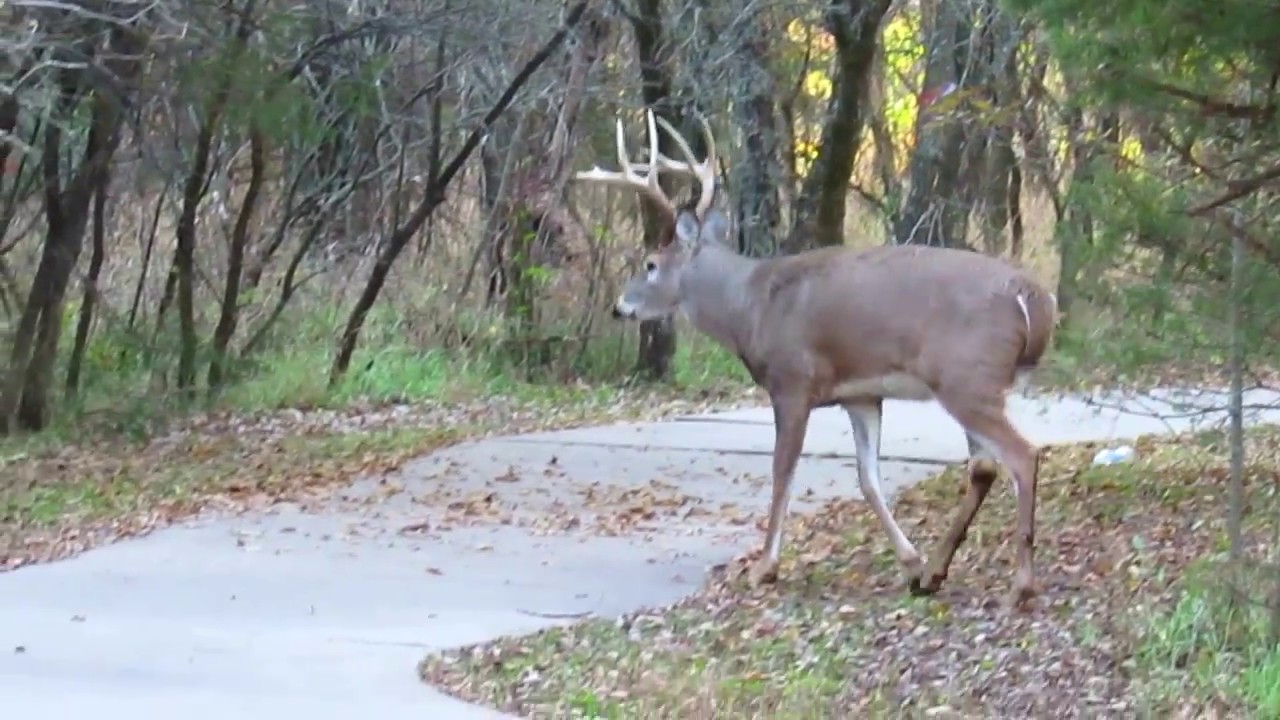 New Big Buck in the Woods YouTube