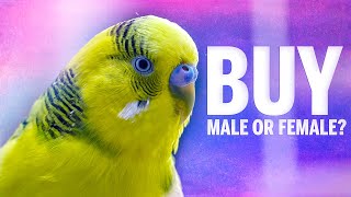 Budgie Gender and Should you get Male or Female?