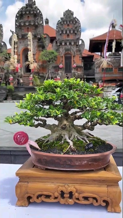 Bonsai Beringin Kimeng The Max☕