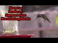 Bully Hummingbirds! How to Reduce Aggression and Aggressive Males