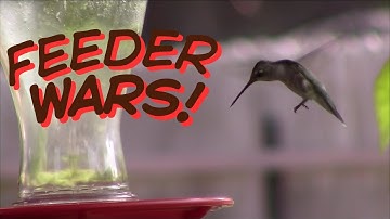Feeder Wars: Why Hummingbirds Fight & How to Keep the Peace