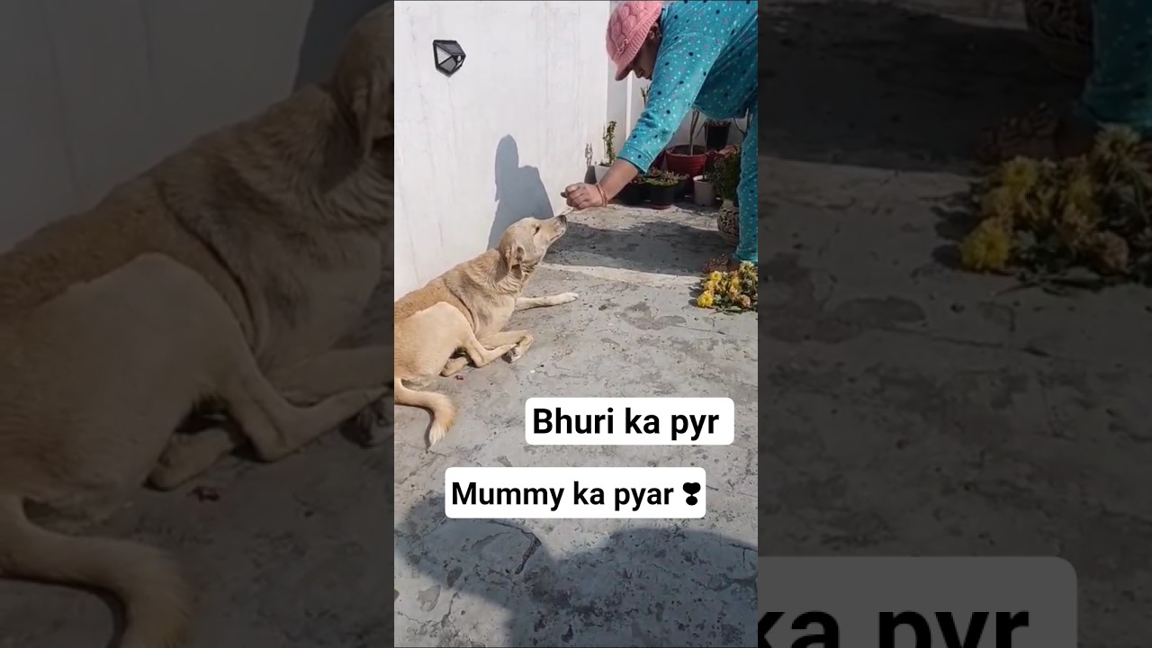 Bhuri mummy ka pyar ❣️ #garden #shortvideo #gardenplants #gardening #flowers #shorts