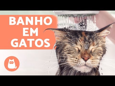 Vídeo: Como banhar um gato
