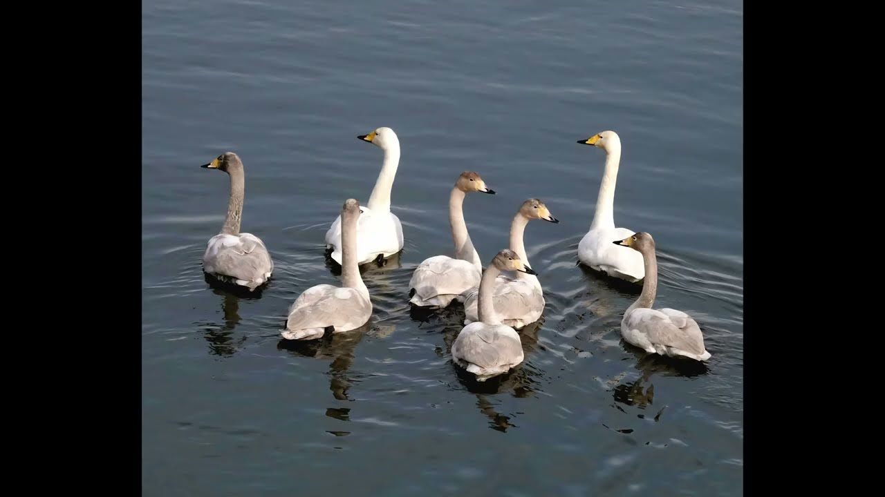 강릉 경포호 큰고니 2026년 1월 11일
