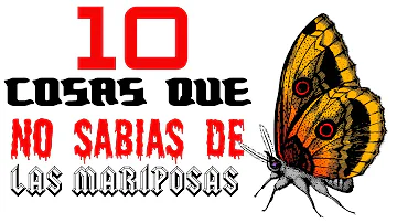 ¿Tienen sangre las mariposas?