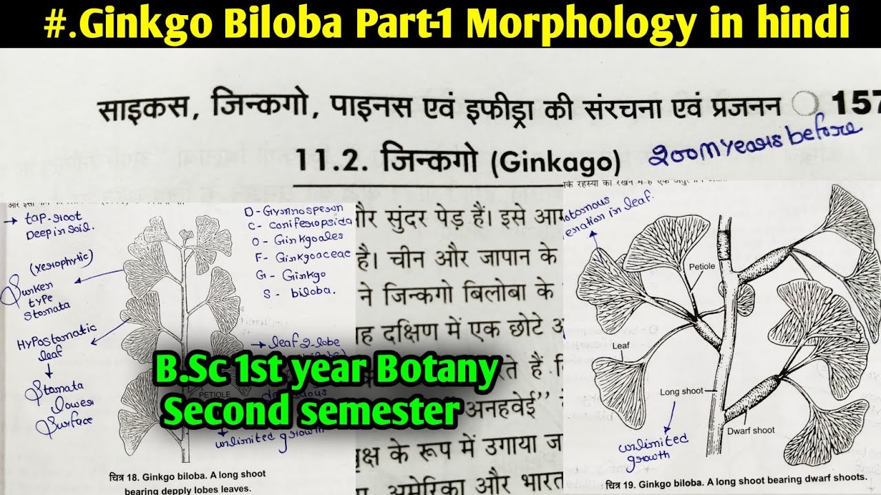 Ginkgo Biloba part1 Morphology of Ginkgo Biloba B.Sc first year