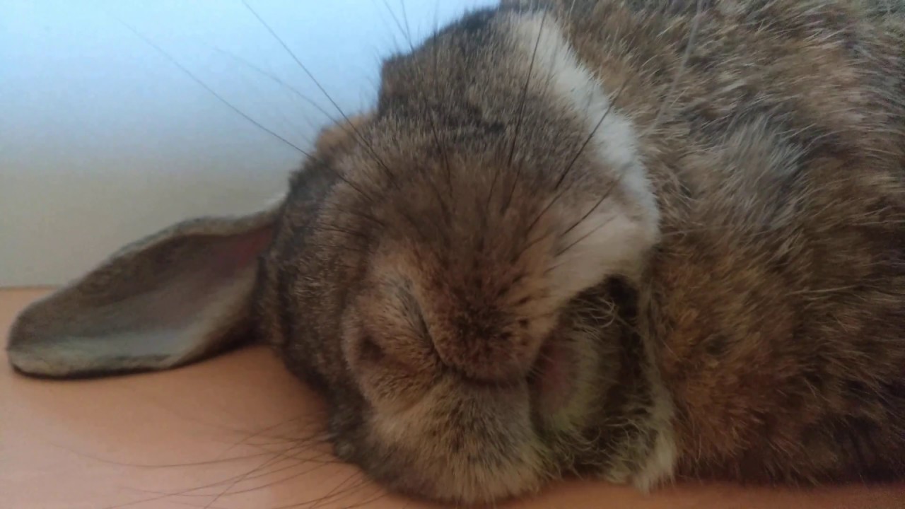Snoring Rabbit YouTube