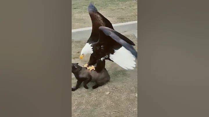 Watch the video about Hero Dog Saved The Cat #Trending #animalrescue #amazingmoments #wildlife #nature #cats #animals