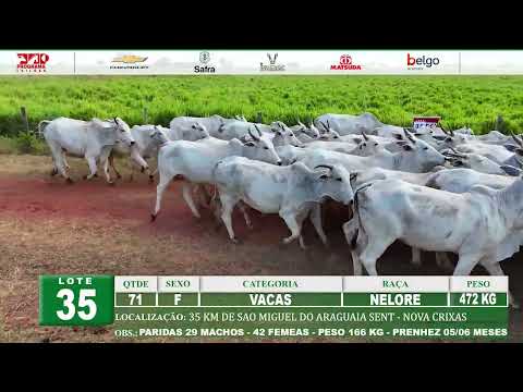 Lote 35