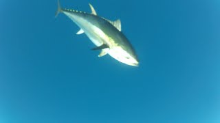 Bluefin Tuna in Sicily - Sea Wolf