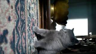 British Blue Kitten - two months old