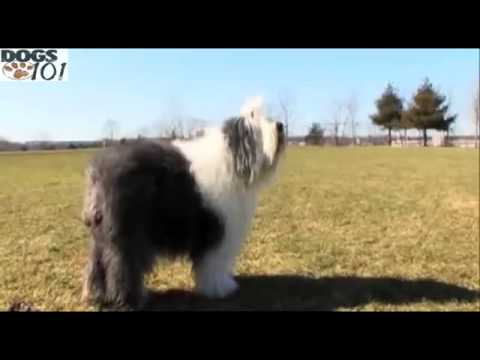 Video: Ou Engelse Sheepdog Dog Ras Allergene, Gesondheid En Lewensduur
