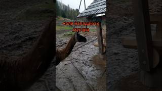 Твої права не діють #новини #україна #жиза #топ