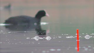 Рыбалка в селе Ловля карася на поплавок Снасти , каша , тесто. My fishing