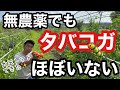 【害虫予防】無農薬でも虫がつきにくい理由を解説《自然栽培/家庭菜園/自給農》