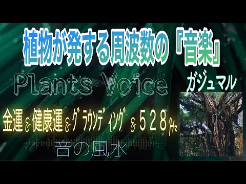 村山友美(Holistic Music・ｻｳﾝﾄﾞｳﾞｫｲｽﾋｰﾘﾝｸﾞ・空間音楽ﾌﾟﾛﾃﾞｭｰｽ