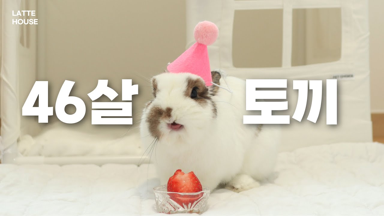 46살이 된 토끼 - YouTube