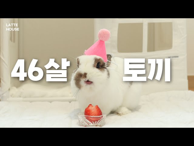 46살이 된 토끼 - YouTube
