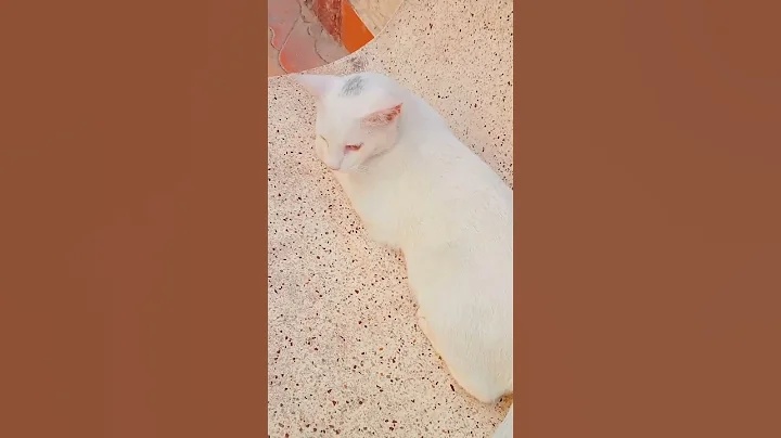 Video 8452311: manee cat, enjoy best cats, catlover cute funny