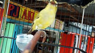 Pleci konservasi ring josterop