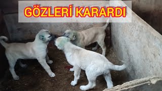 Façanin Kizi Sabah Eti̇ Görünce Kendi̇ne Geldi̇~Üçünün Kavgasi
