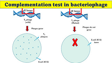 Complementatietest in bacteriofagen