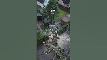 Last bit before dark. Beech removal. #arborist #treework #chainsaw