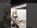 Funny video of cat and dog 🐱🐶 #cat #animals #funny #dog
