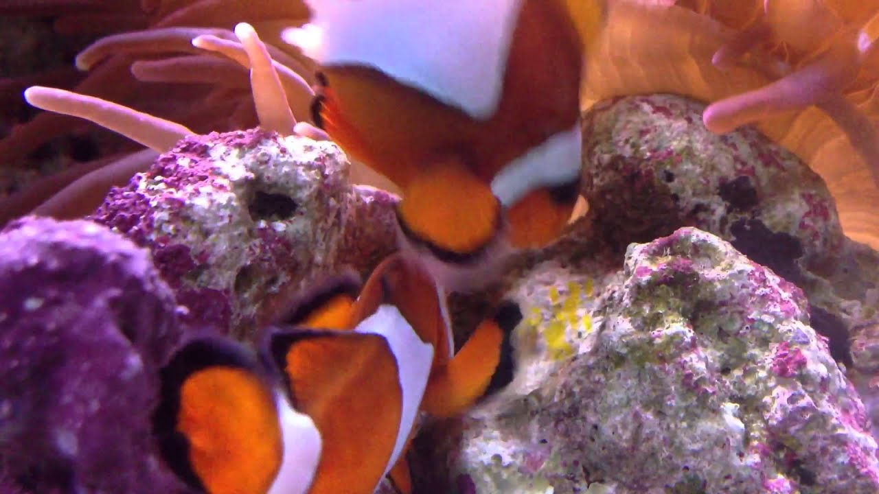 Clownfish spawning and laying eggs (1) YouTube