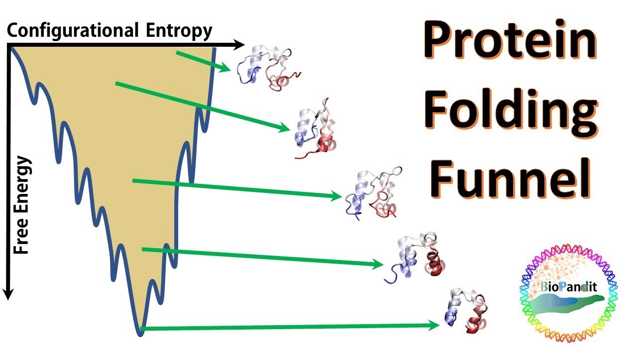 Protein Folding Funnel 