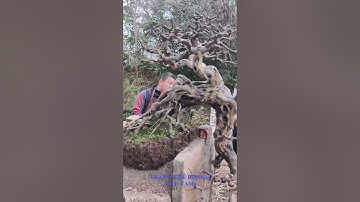 Tăng Trưởng Cây Canh Châu Bonsai: Bí Quyết Thay Bầu Đất . 89. #shorts