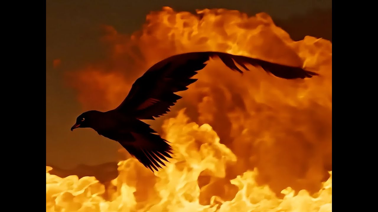 Flight of the Phoenix