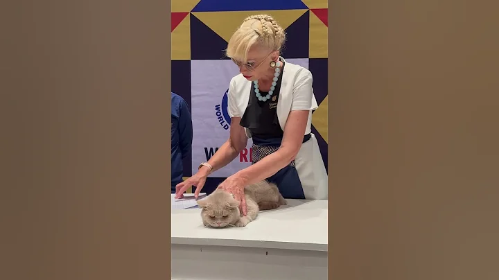 Video 4995071: color british shorthair cat, beautiful british shorthair cat, rare cat