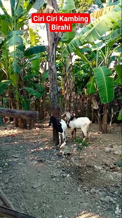 Ciri-ciri kambing birahi #shorts #ciri #kambing #kambingetawa #kambingjantan #kawin #fyp #sore