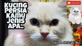 Kucing Persia Kamu Jenis Apa - Himalaya, Peaknose, Medium atau Flatnose Kucing Persia Kamu Jenis Apa - Himalaya, Peaknose, Medium atau Flatnose
