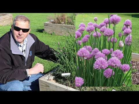 Chives | Culinary Herbs | Growing herbs in KY