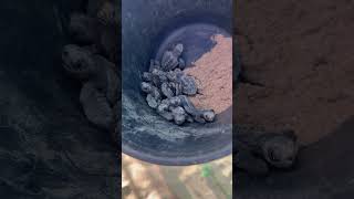 Baby Sea Turtles Just Hatched 🐢🌊