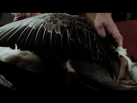 Video: Hoe Een Gans In Plakjes Te Koken