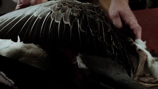 Nl Jaagt - Culinaire Delicatesse De Gans