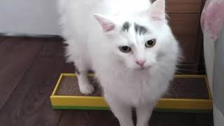 Cats Protection Gildersome : Meet Harvey