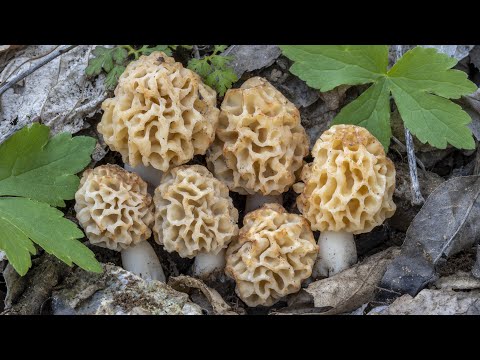 Video: La spugnola è un fungo?