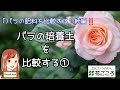 バラの培養土を比較する①～「バラの肥料を比較する」の続編‼️