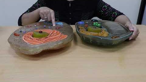 Standard 7: Lesson 11: Cell structure and microorganisms: Part 2 of 4