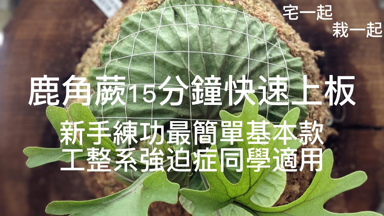 宅一起栽一起｜鹿角蕨15分鐘快速上板｜新手練功最簡單基本款上板｜工整系強迫症同學適用 | 詳細步驟影片