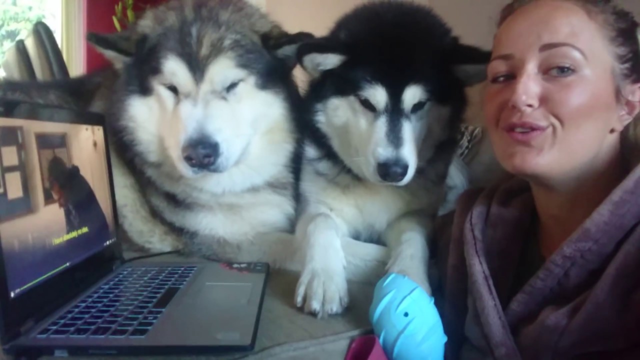 Netflix and chill with Phil the alaskan malamute - YouTube