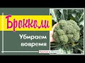 Брокколи. Когда убирать и как заморозить