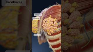 Female Breast Anatomy 3D Visualization Breast Fat, Сoopers Ligaments, And Mammary Glands